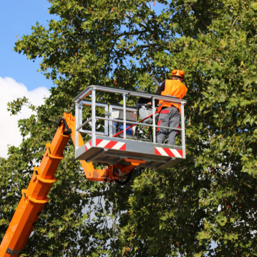 Tree Care in Topeka Tree Care in Topeka